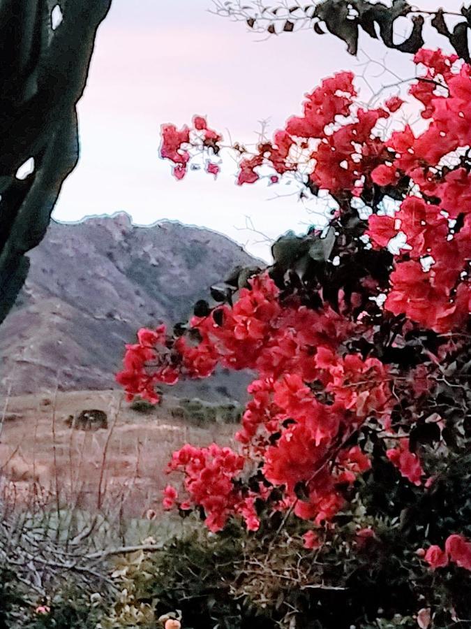 La Vie En Rose